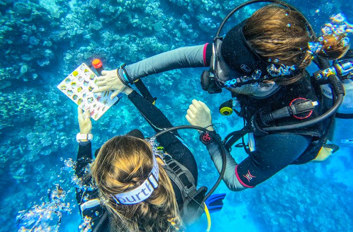 Two divers looking at a fish identification chart.