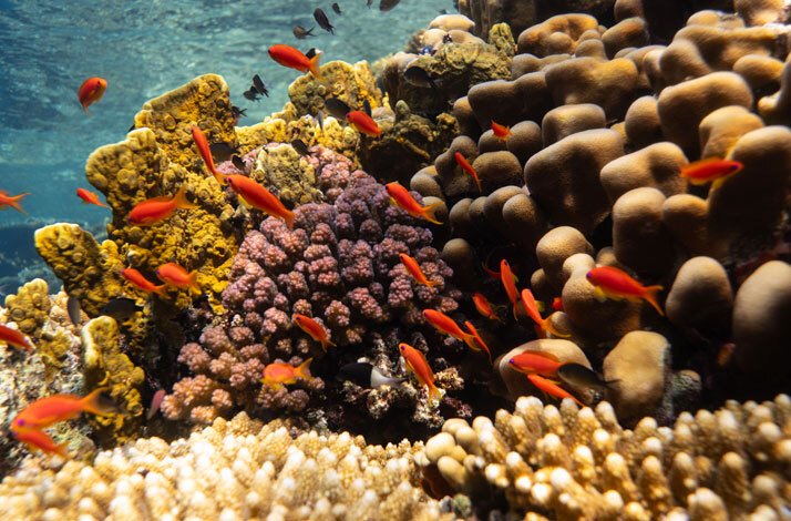 Colourful coral reefs and fish at The Red Sea.