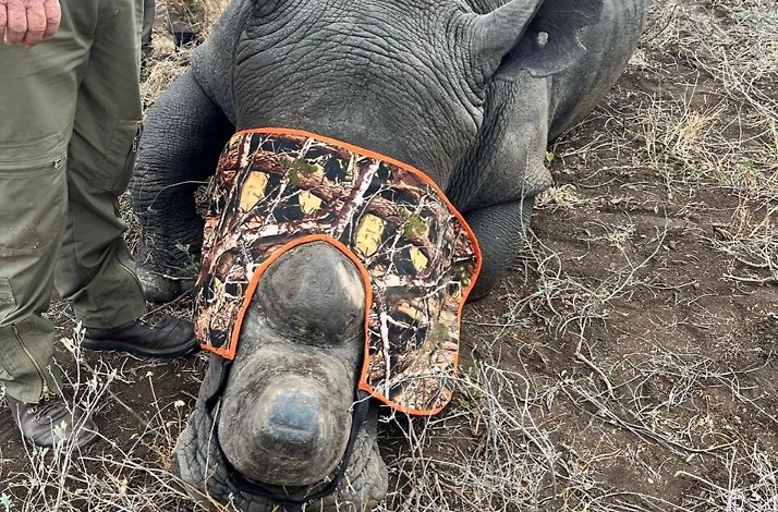 A sedated rhino with a camo blindfold lies on the ground beside a person in green pants