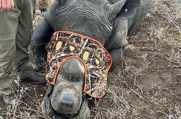 A sedated rhino with a camo blindfold lies on the ground beside a person in green pants