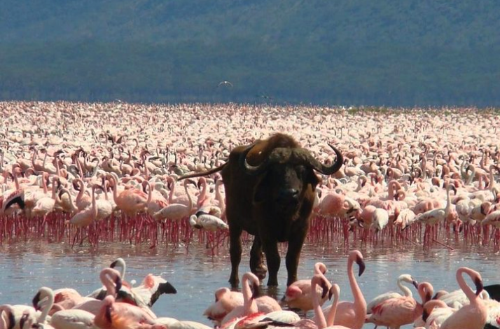 Flamingos and buffalo in the Lake Nakuru National Park.