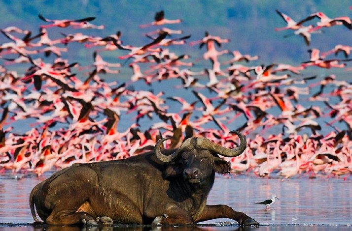 Flamingos and buffalo in the Lake Nakuru National Park.