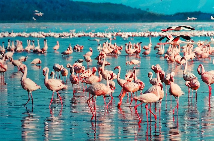 Flamingos in Lake Nakuru National Park.
