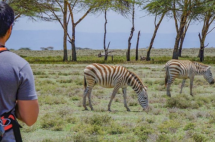 A tourist watching zebras eating grass in Lake Nakuru National Park.