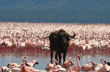 Flamingos and buffalo in the Lake Nakuru National Park.