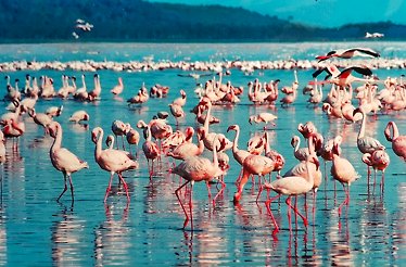 Flamingos in Lake Nakuru National Park.