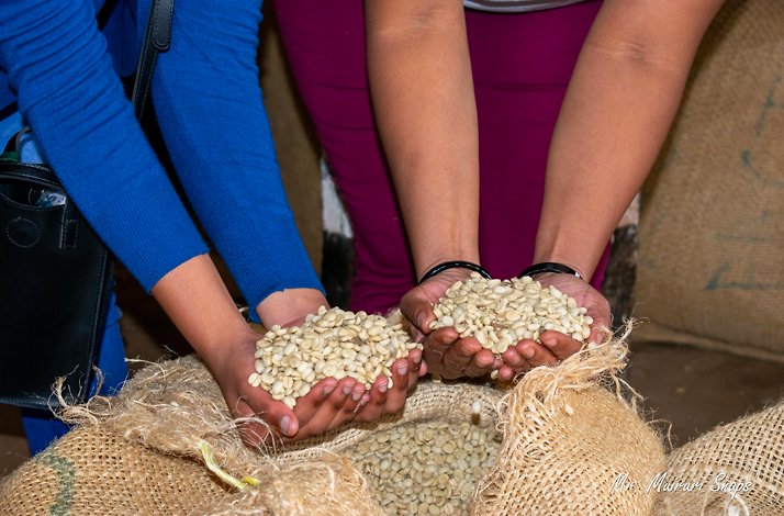 Tourists holding fresh coffee beans from the sack Fairview Coffee Estate. Photo by Mr. Muiruri Snaps