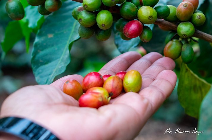 A close shot of a hand hoding the fresh coffee beans in Fairview Coffee Estate. Photo by Mr. Muiruri Snaps