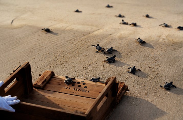 Baby turtles being released on a beach at Six Senses Con Dao, Vietnam.