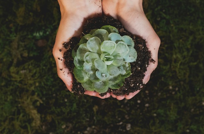 Top view of a person holding a plant from the roots with both hands.