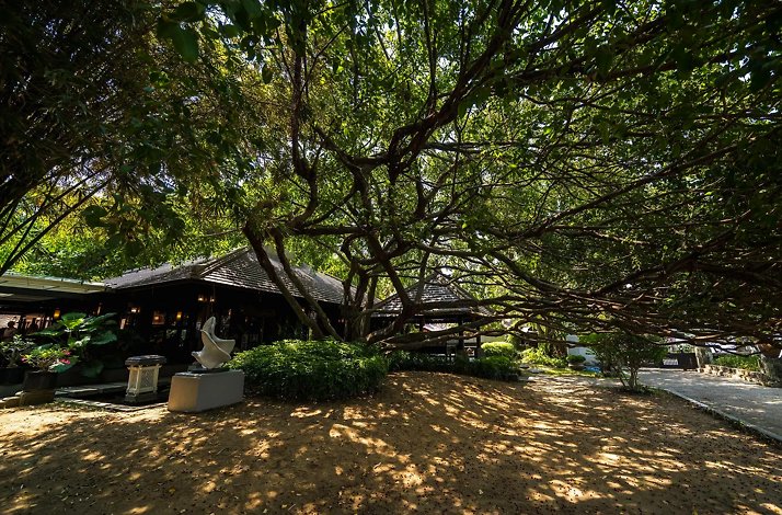 A serene garden scene with sprawling tree branches shading a rustic house and sculpture