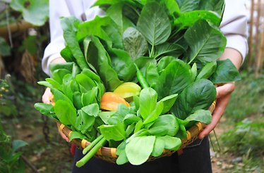 A close shot of freshly collected greens on the Nén Danang restaurant and farm