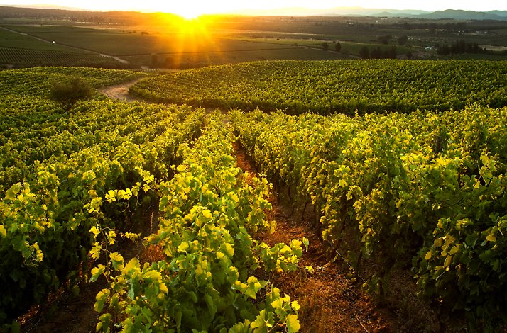 Sunlit vineyard at Viña Undurraga in Chile, with rows of green grapevines stretching into the distance under a golden sunset.