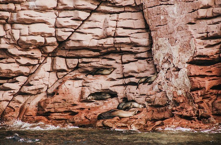 Sea lions resting on the shadowy spaces on the rocks of the UNESCO World Heritage Site.