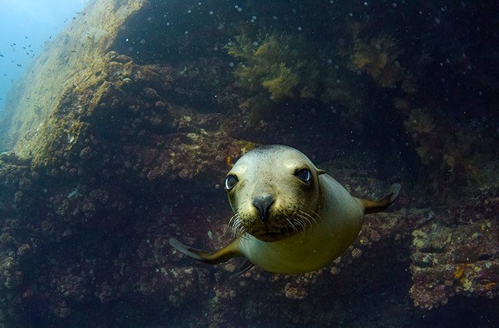 Close up of the sea lion face in the bottom of the sea.
