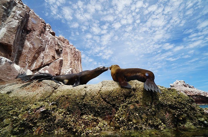 Two sea lions on a cliff facing each other at their protected sanctuary within a UNESCO World Heritage Site.