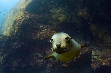 Close up of the sea lion face in the bottom of the sea.