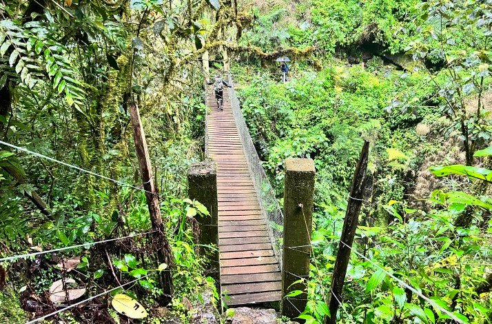Wooden hanging bridge in South America's wildlife.