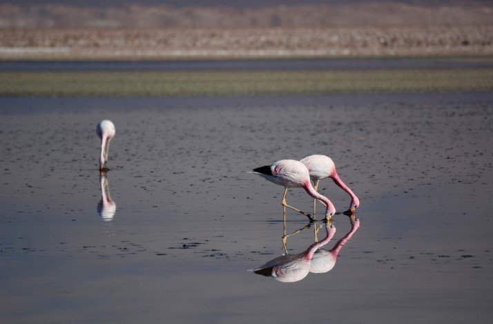 Andean flamingos foraging at Chaxa Lagoon los flamencos National reserve, Chile.