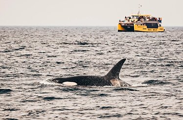A large black orca whale in the English Bay, near downtown Vancouver