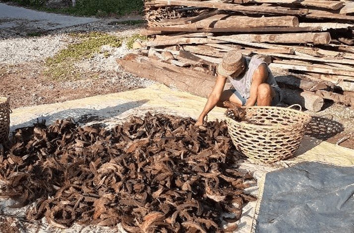 A saltmaker drying coconut husks under the sun for traditional processing