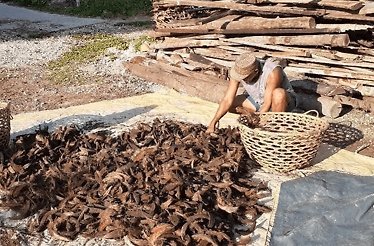 A saltmaker drying coconut husks under the sun for traditional processing