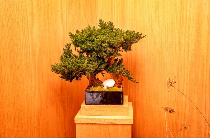 A tree installation inside the Michelin-starred Shota Omakase.