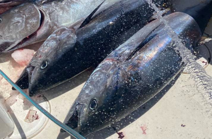 Close-up of several large tuna lying on a market counter with ice and water droplets.