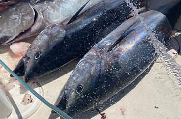 Close-up of several large tuna lying on a market counter with ice and water droplets.