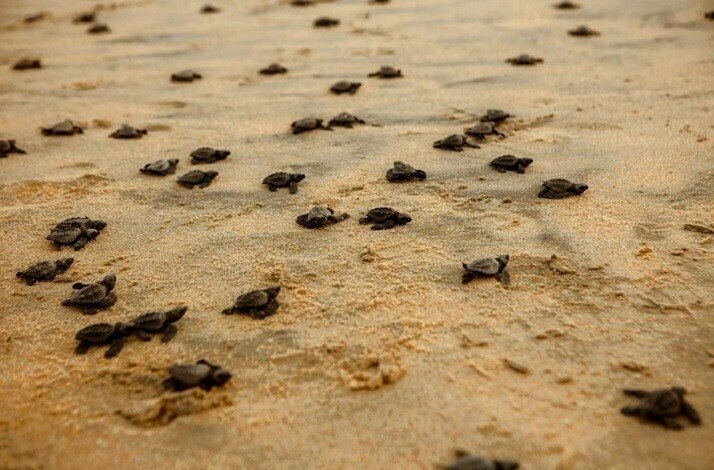 Many recently released baby turtles on a beach moving towards the Pacific Ocean.