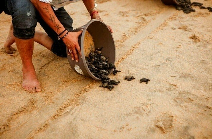 A person carefully releasing recently hatched baby turtles into the Pacific Ocean.