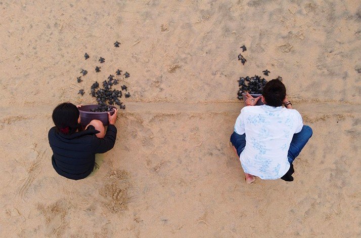 Close-up shot of baby turtles on the beach, moving towards the Pacific Ocean.