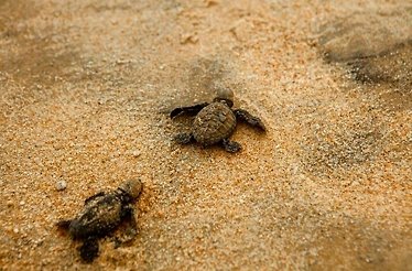 Close-up shot of baby turtles on the beach, moving towards the Pacific Ocean.