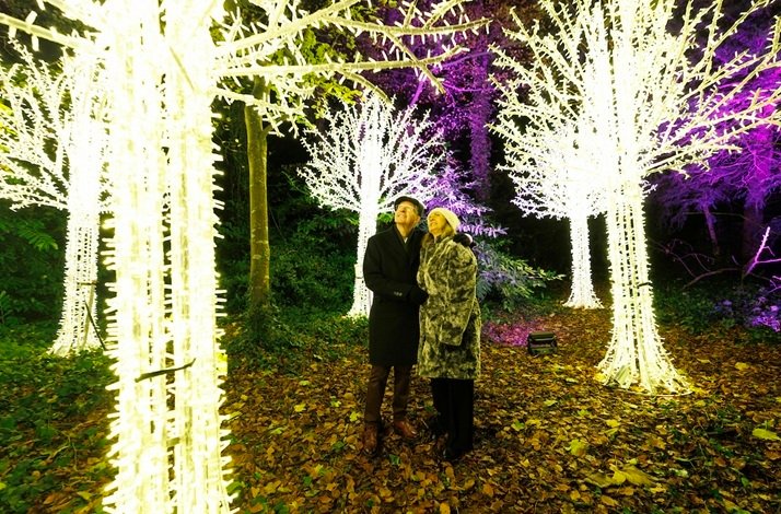 A couple admiring a forest of illuminated trees at Wonderlights in Malahide Castle.