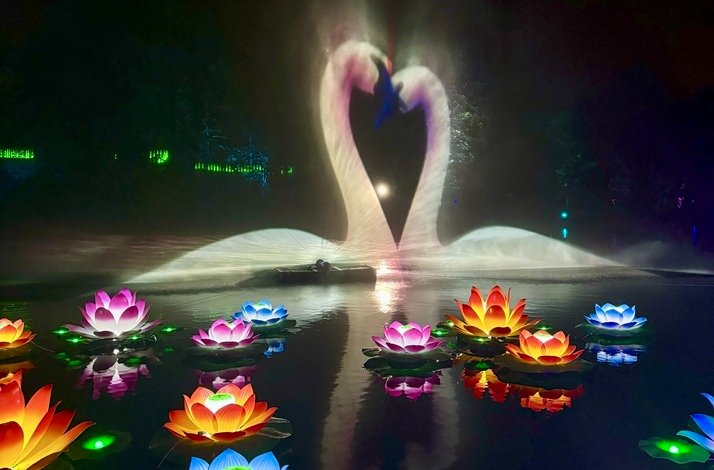 Illuminated swans floating in a lagoon with lotuses in Wonderlights malahide.