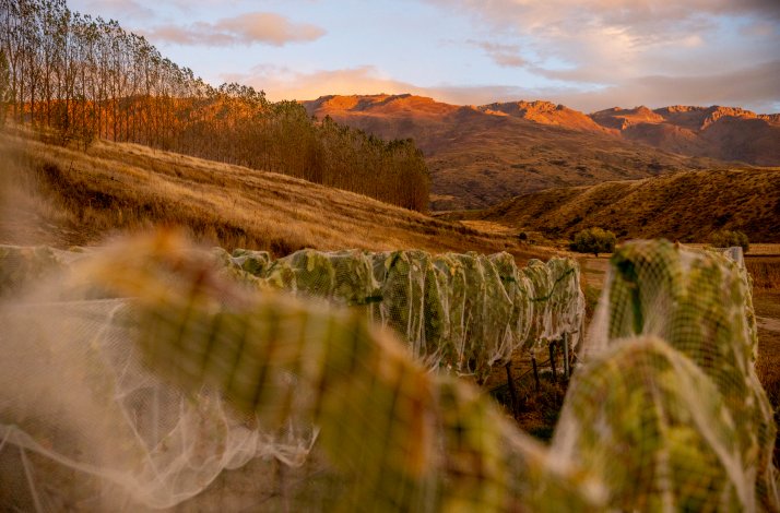 Covered plants on the Amisfield's vineyard.