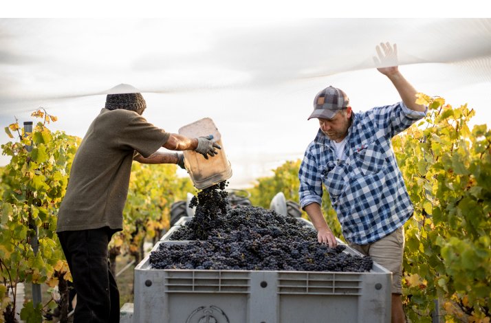 People harvesting grapes at the Amisfield's vineyard.