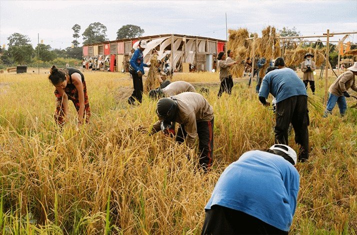 A group of people harvesting rice