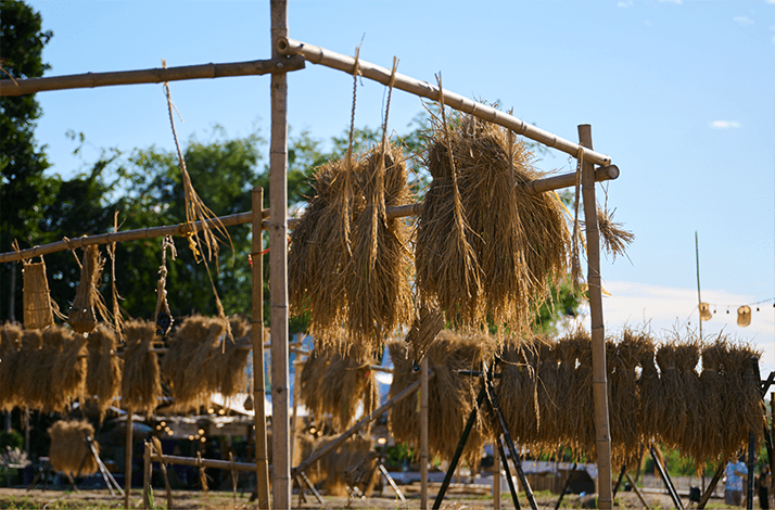 Traditional method of drying harvested rice