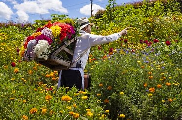 Traditional silletero carrying a large flower display through a blooming field.