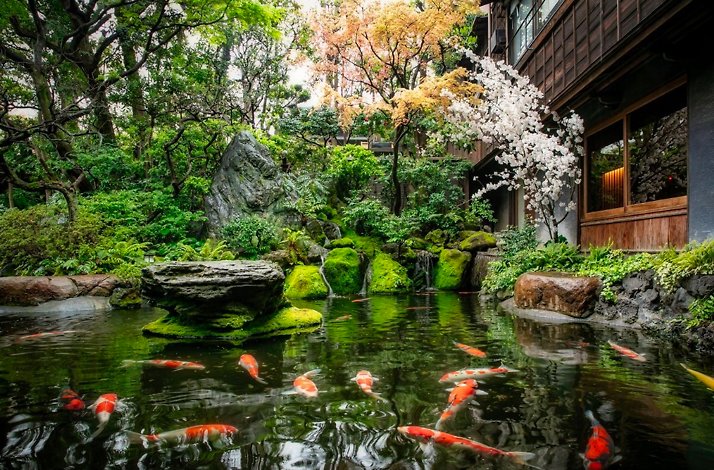 Traditional Japanese garden and koi pond at Tsukiji Jisaku, a well-established ryotei (traditional Japanese restaurant) in Tokyo. 