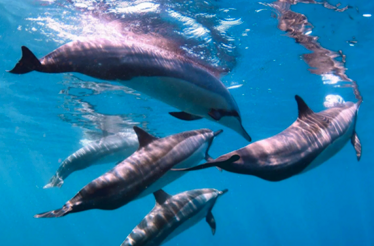 Dolphins swimming in the clear waters of  Mauritius 