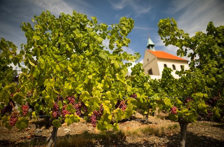 Clusters of grapes hanging on vines at St. Claire’s Vineyard in the Czech Republic.