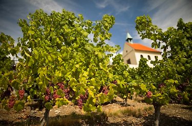 Clusters of grapes hanging on vines at St. Claire’s Vineyard in the Czech Republic.