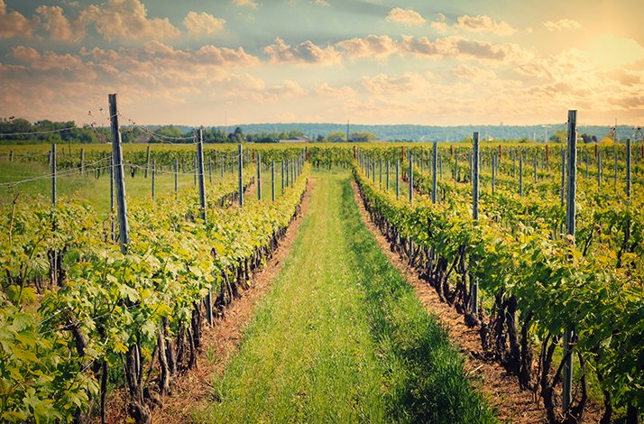 Beautiful vineyard scenery of Niagara, Ontario.