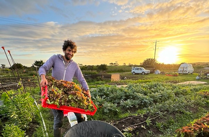 Farmer harvesting leafy greens in a field at sunset.