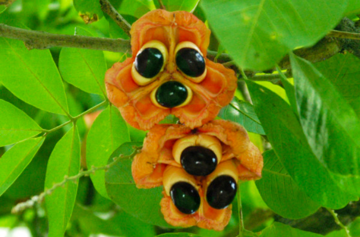 Ackee fruit growing on a tree, with red pods and shiny black seeds among green leaves.