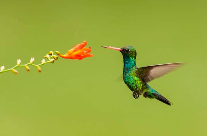 Emerald hummingbird hovers near a bright orange flower, ready to feed.