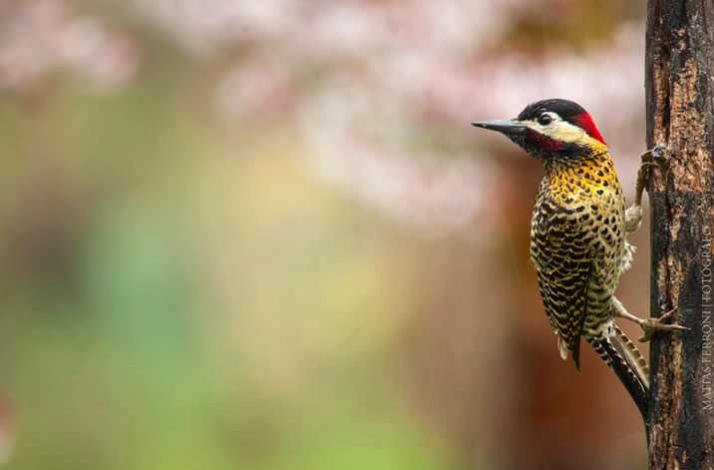 Woodpecker clings to a tree trunk, showing its colorful plumage against a soft background.