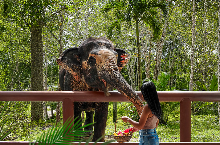 A woman feeding an elephant.